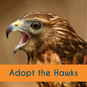 Adopt the Hawks