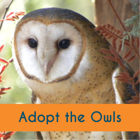 Adopt the Owls