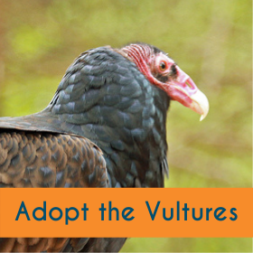 Adopt the Vultures
