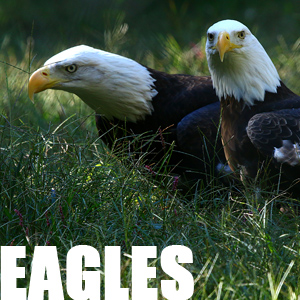 Adopt the Eagles
