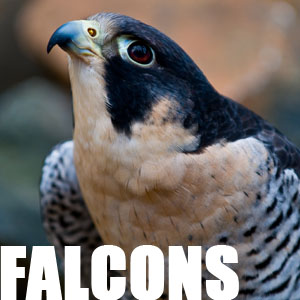 Adopt the Falcons