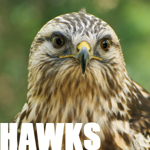 Adopt a Hawk