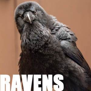 Adopt the Ravens