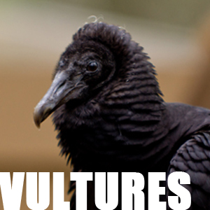 Adopt the Vultures