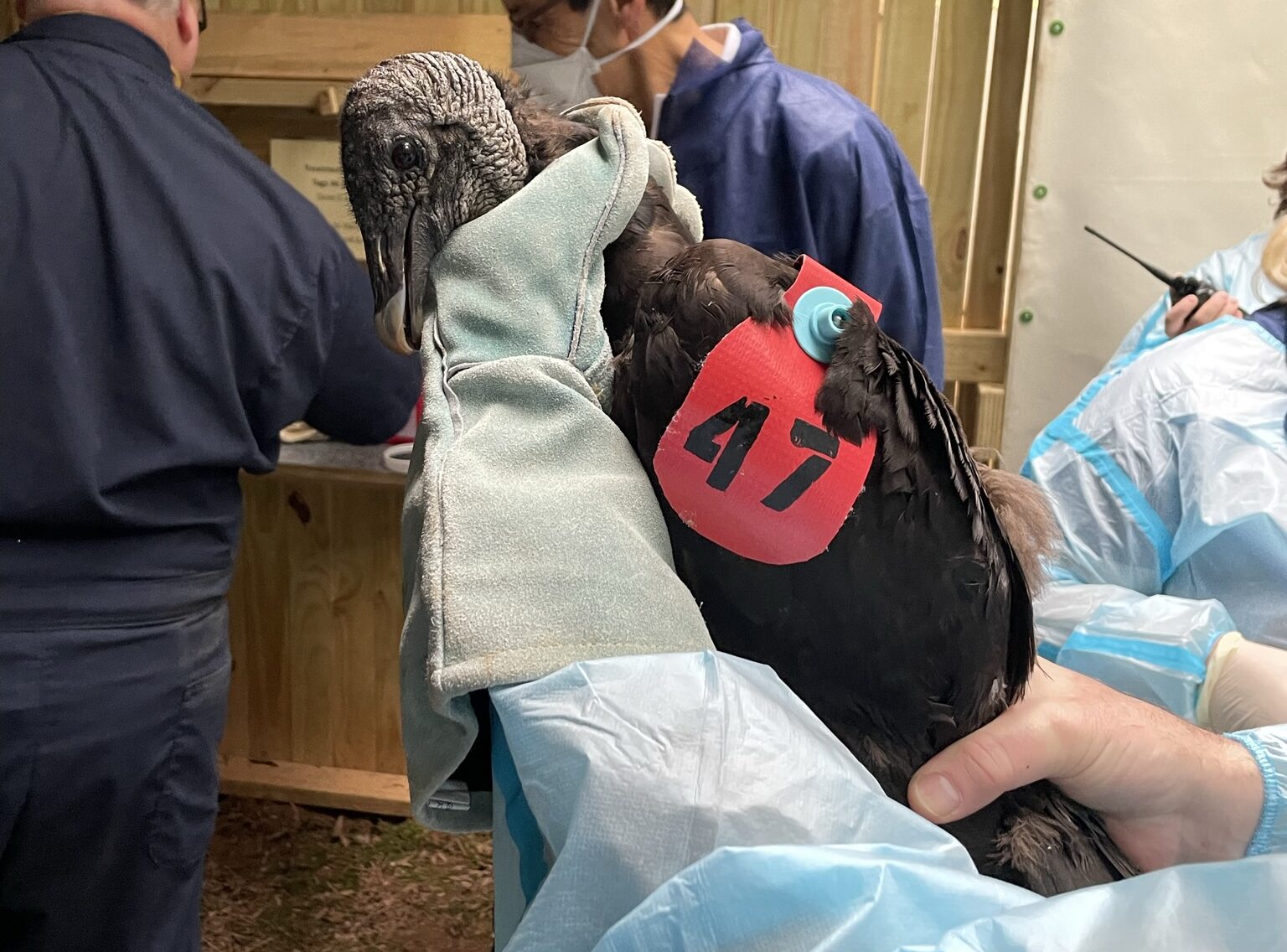 A gloved researcher holds a black vulture with a tag displaying number 47.