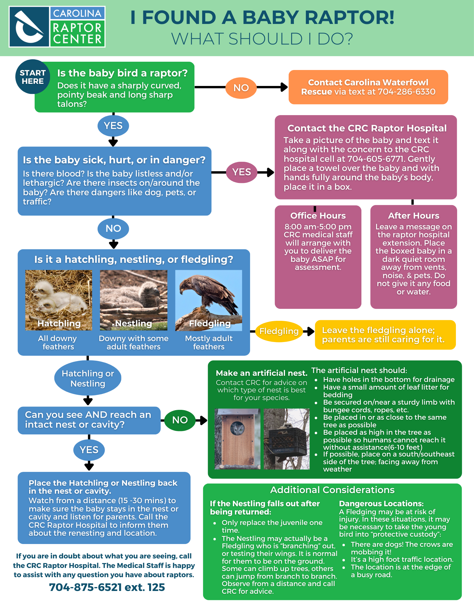 Flow chart depicting what to do if you find a baby raptor.