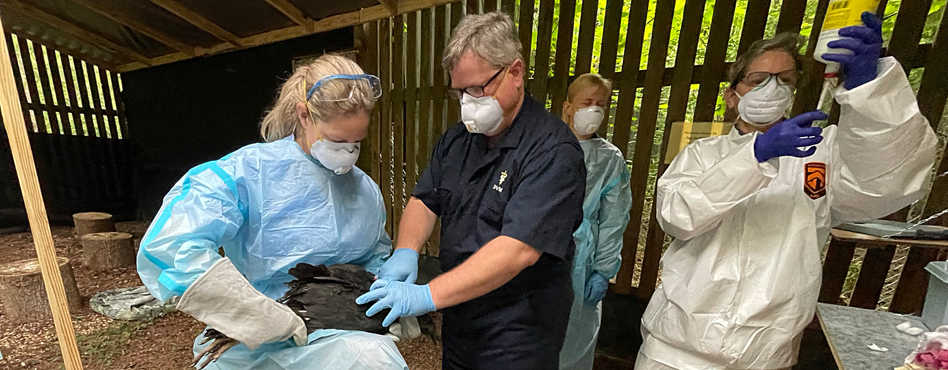 Carolina Raptor Center Director of Avian Operations Kristin Dean holds a Black Vulture for North Carolina Department of Agriculture State Veterinarian Dr. Mike Martin while US Fish and Wildlife Service Wildlife Veterinarian Dr. Samantha Gibbs prepares the vaccine.