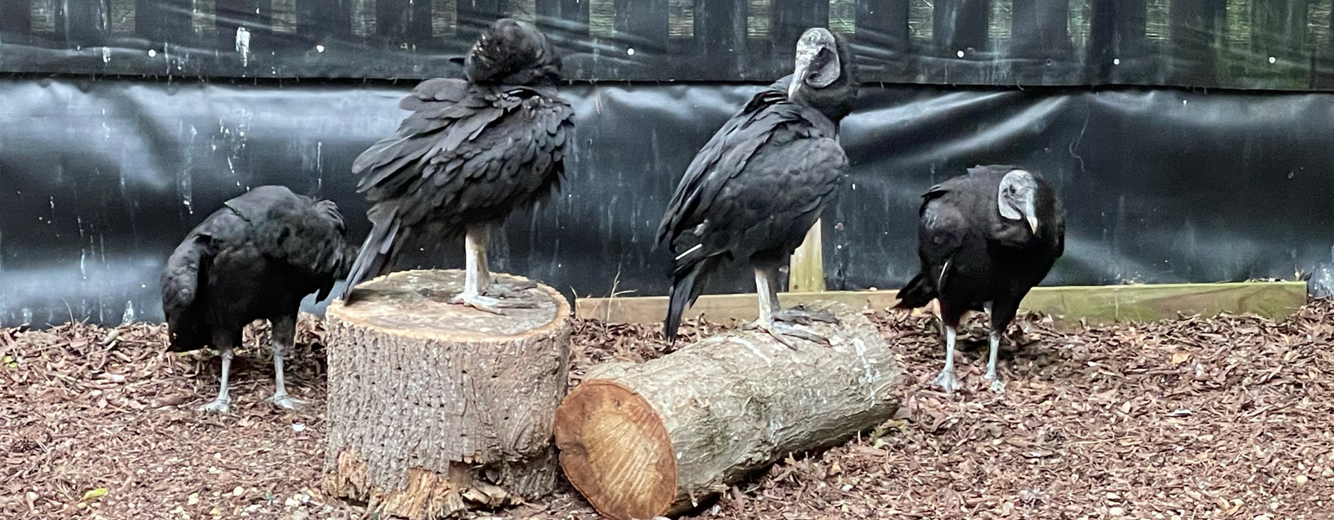 The Black Vultures preen their feathers immediately after being vaccinated.