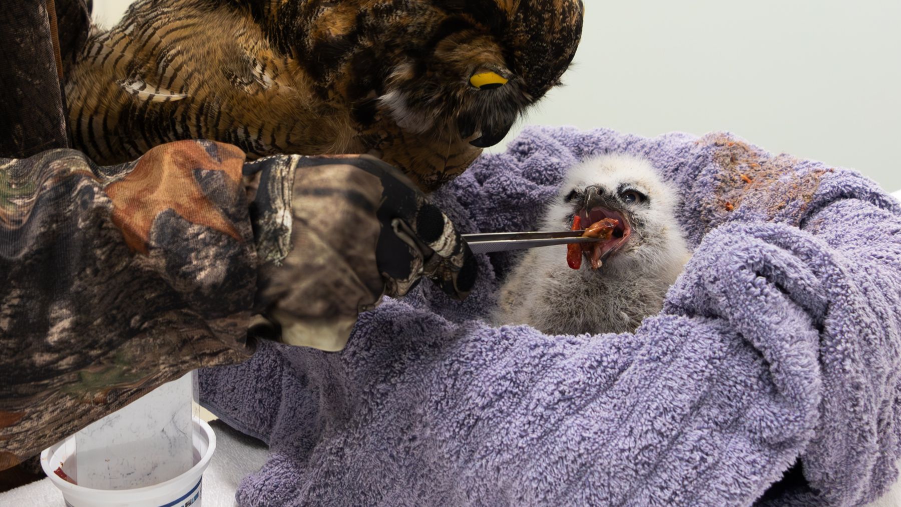 Featured image for “First Baby Owlet of the 2024 Season”