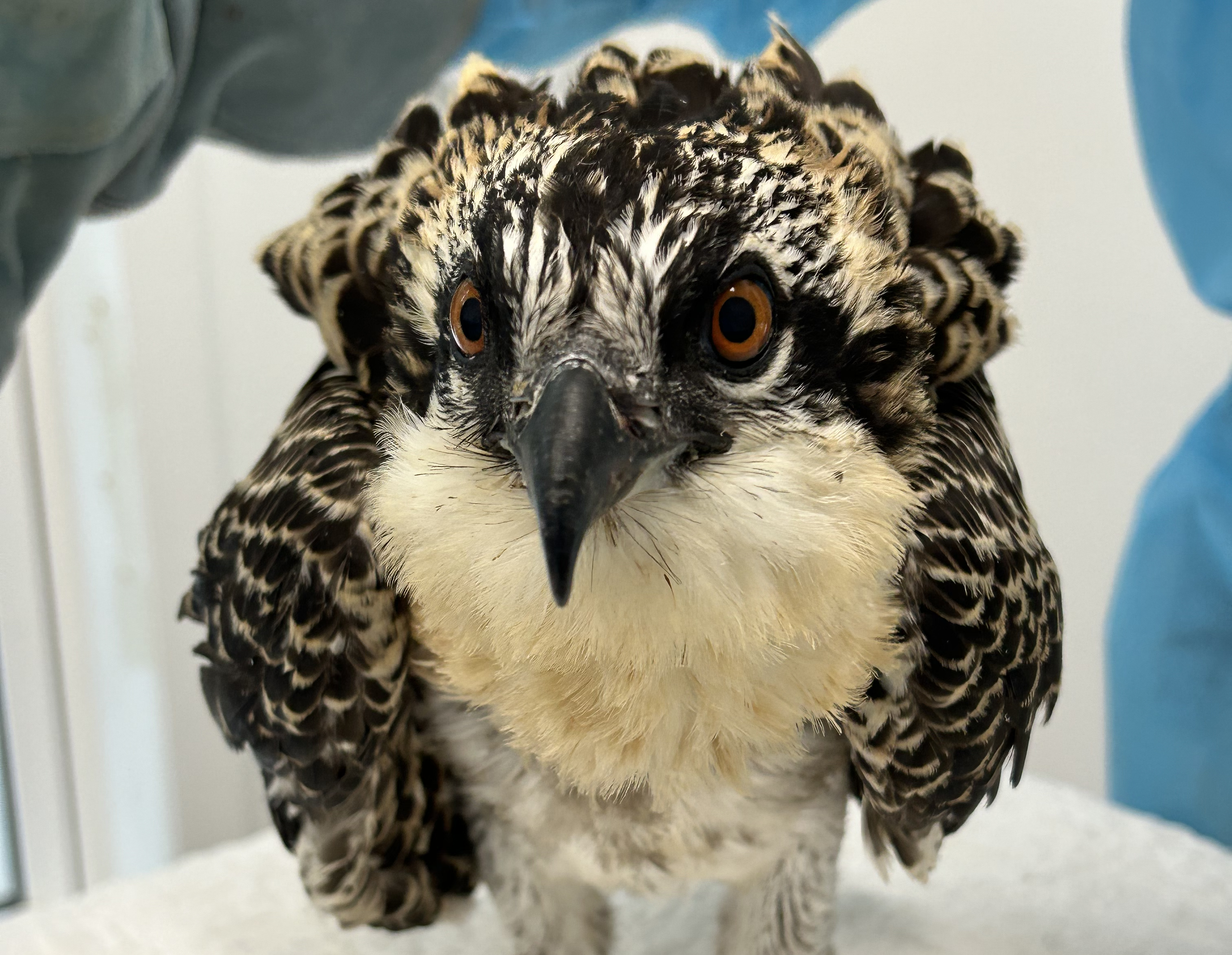 Featured image for “Kings Mountain Baby Osprey”