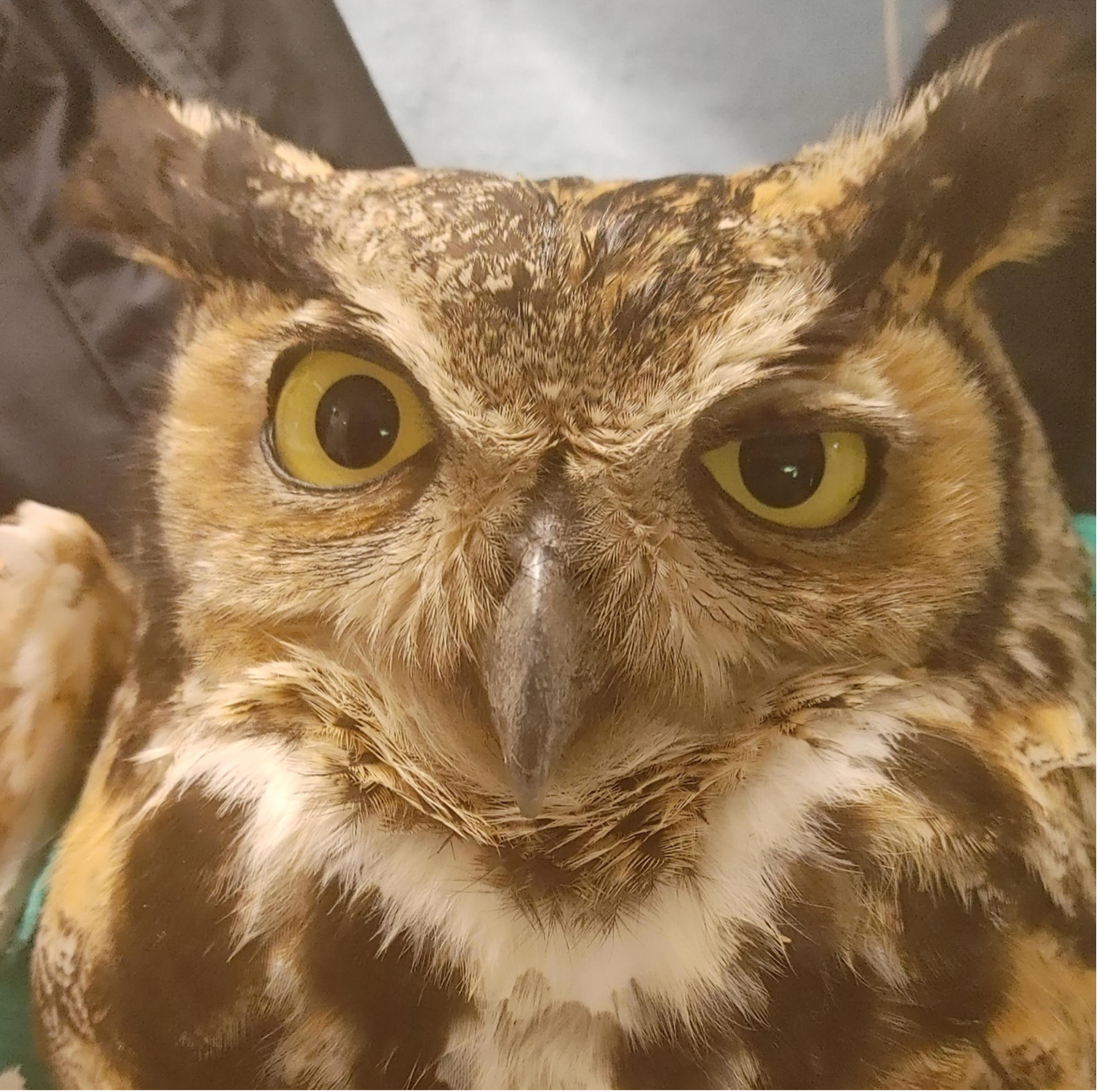 Featured image for “A Great Horned Owl After a Barbed Wire Rescue”