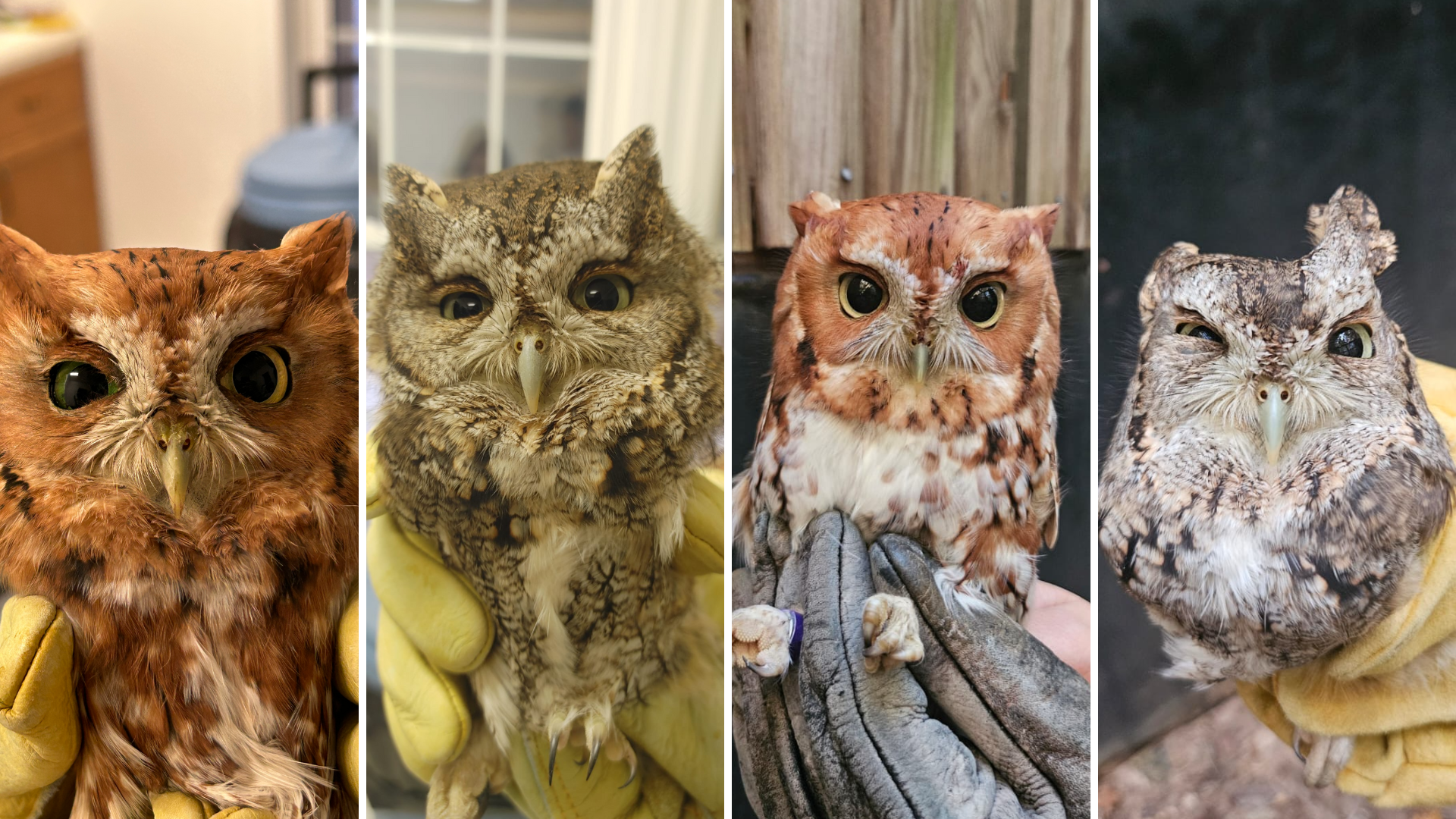 Featured image for “Eastern Screech-Owls and Car Collisions: Four Recent Admissions”