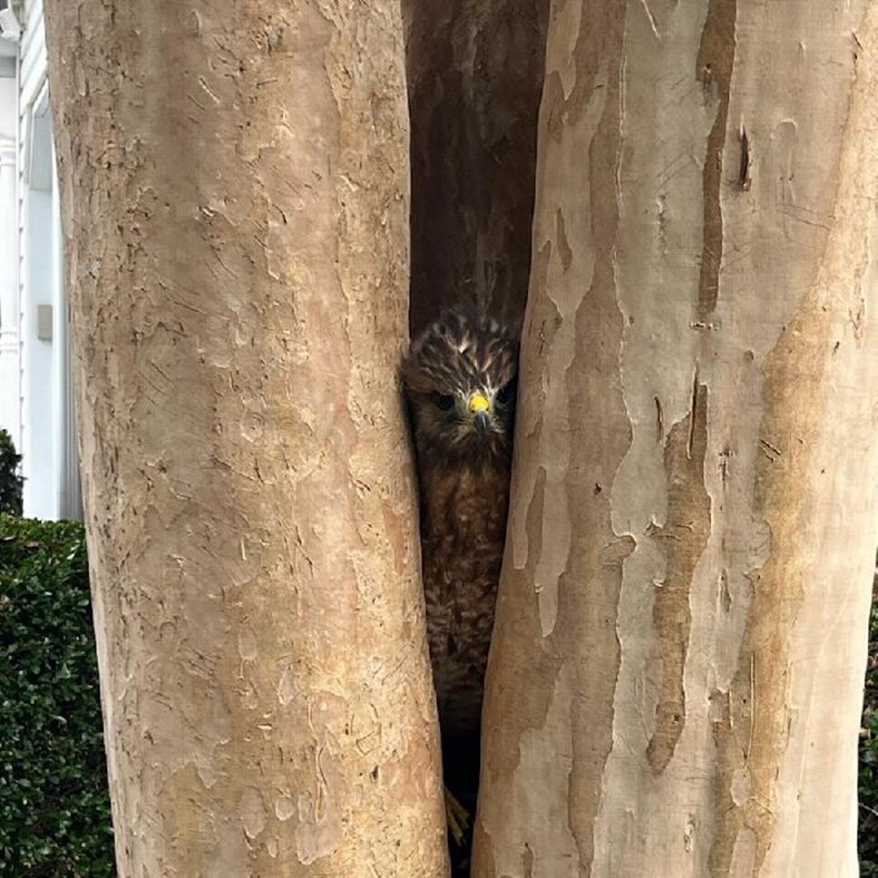 Featured image for “A Hawk Stuck in a Tree?”