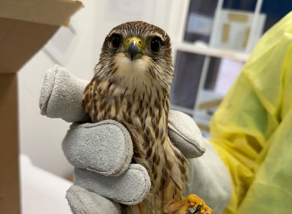 Featured image for “Rare Raptor Rescue: Caring for a Merlin at Our Raptor Hospital”