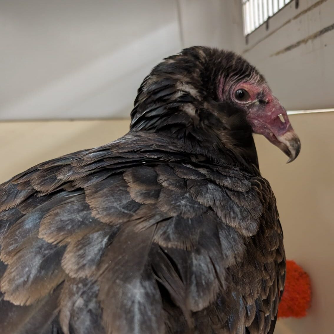 Featured image for “Saving a Scavenger: Treating a Turkey Vulture for Lead Poisoning”