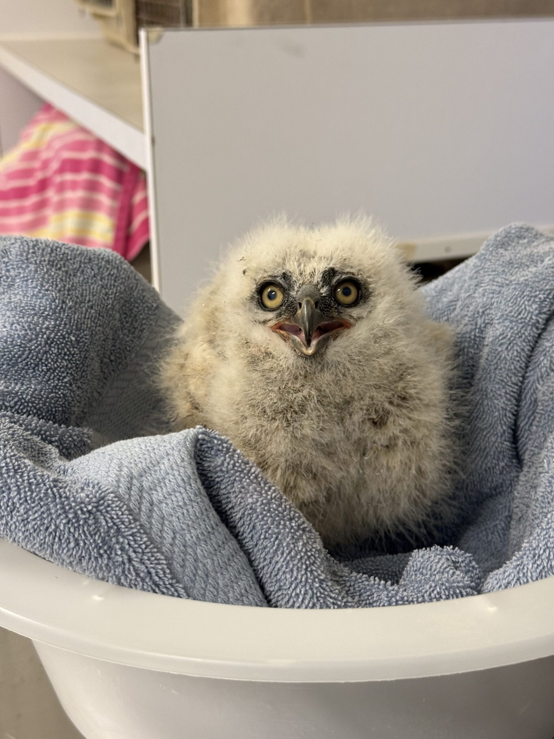 Featured image for “First Baby Owls of the Year”