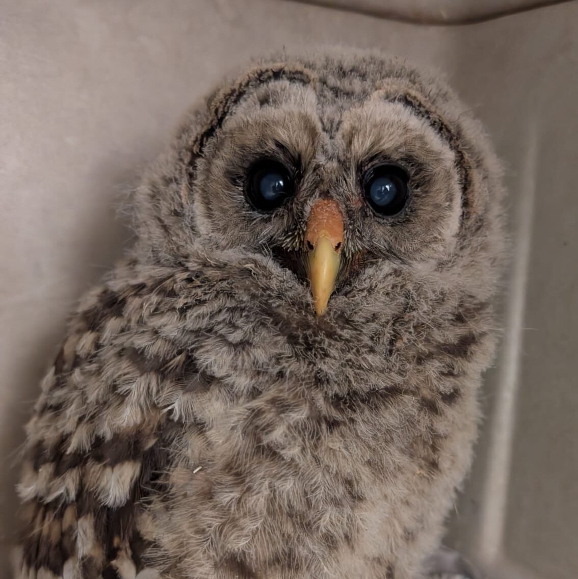 Featured image for “Rescued Barred Owl Nestling on the Road to Recovery”