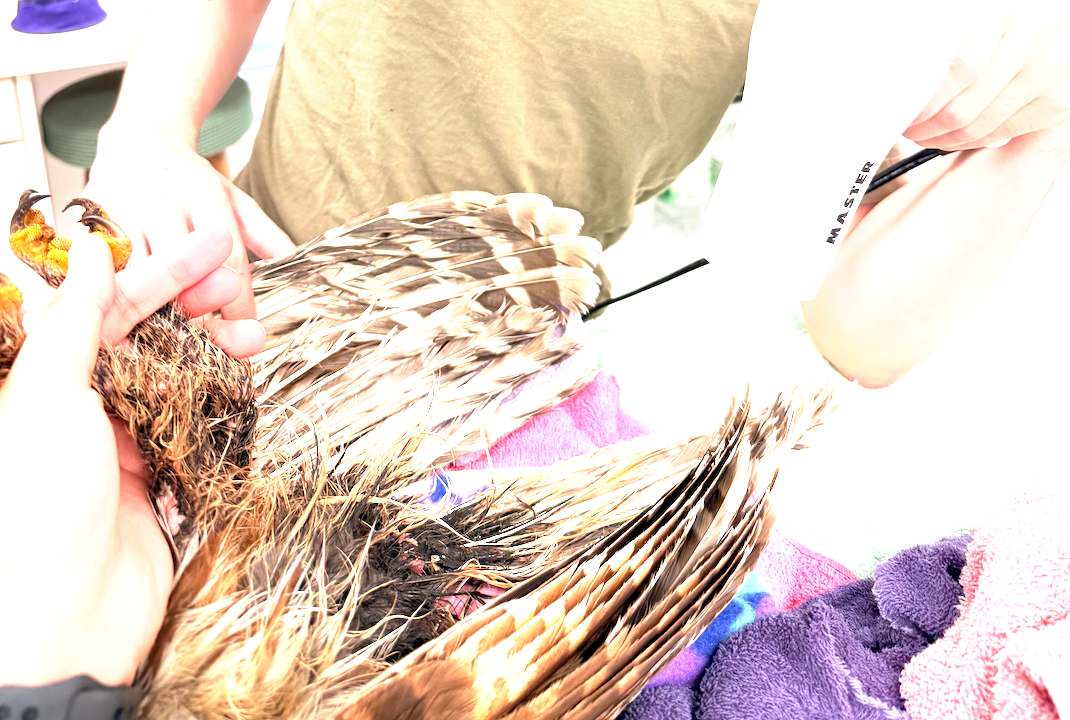 Featured image for “A Sticky Situation: Rescuing a Barred Owl from a Glue Trap”