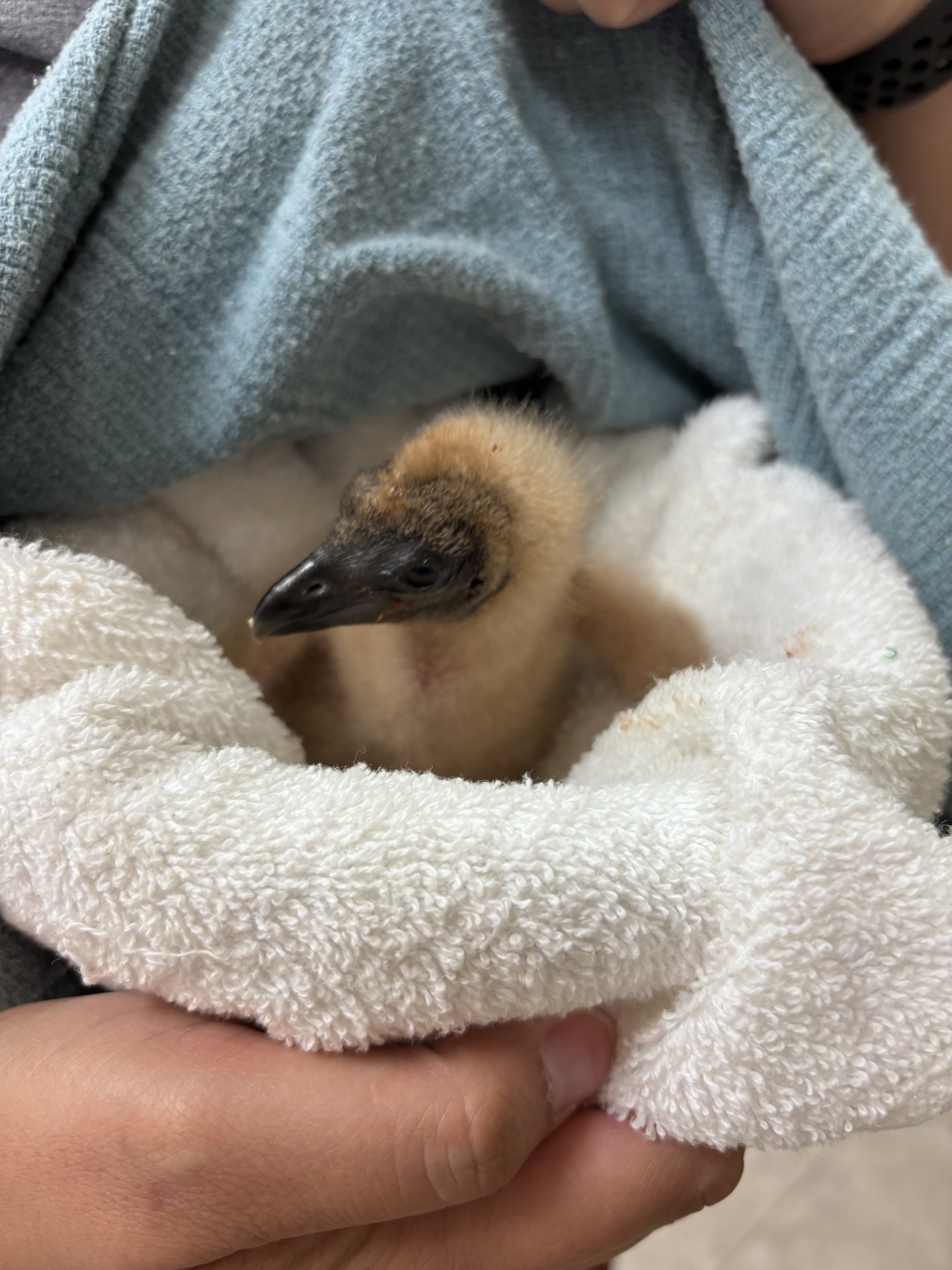 Featured image for “Caring for a Baby Black Vulture”