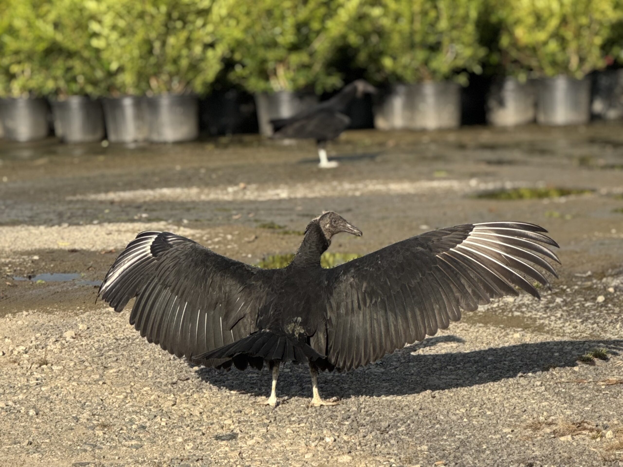 Featured image for “Releasing 7 Young Vultures”
