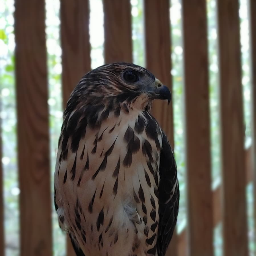 Featured image for “On the Wings of Migration: Broad-winged Hawks at Carolina Raptor Center”