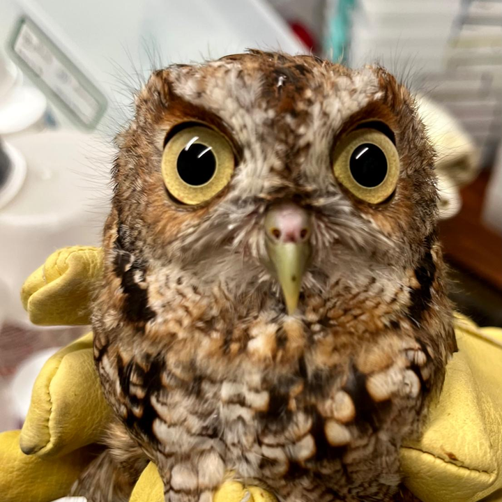 Featured image for “Eastern Screech Owl Injured by a Cat”