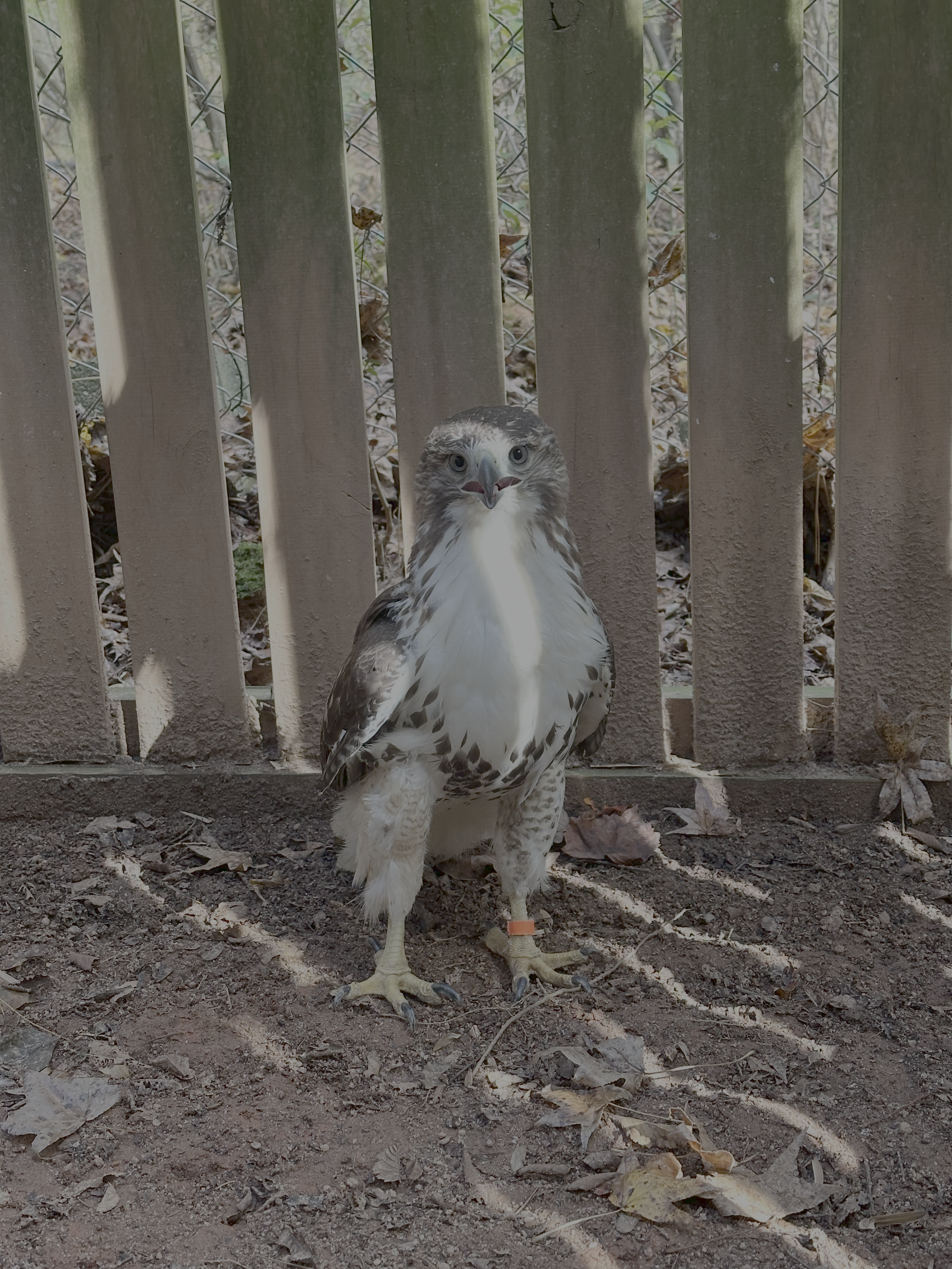Featured image for “The Long Road to Recovery of a Red-Tailed Hawk ”