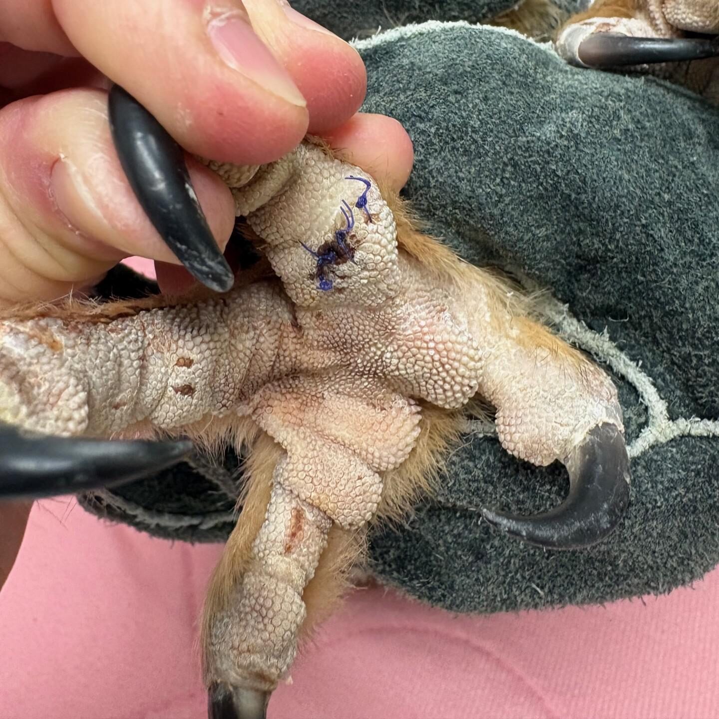 Featured image for “Owl Caught in a Fence”