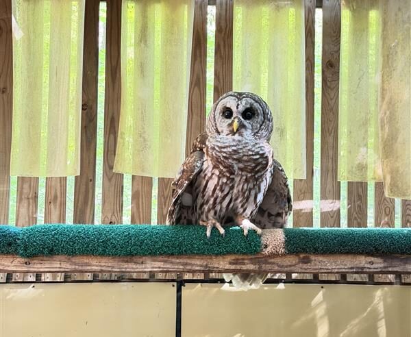 Featured image for “Two Barred Owls Saved from Chimneys”