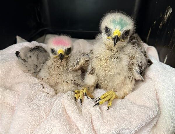 Featured image for “First Hawk Chicks of the Season Arrive”