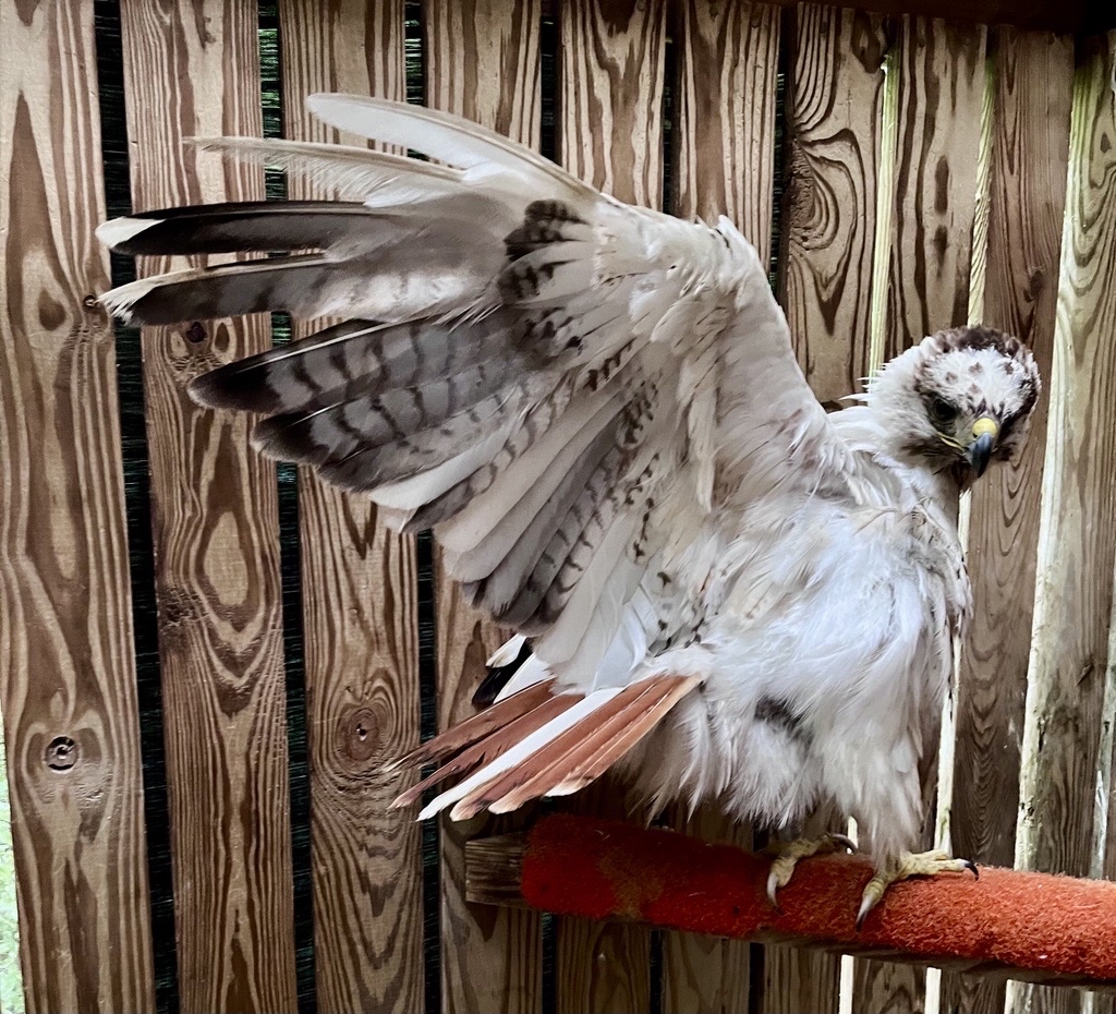 Featured image for “A Rare Rescue Begins to Take Flight”