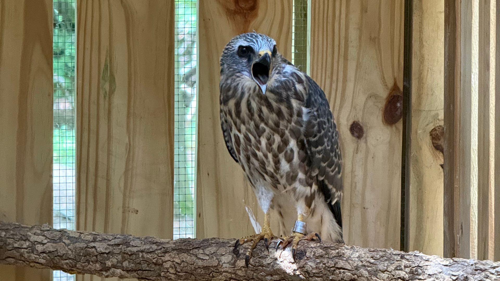 Featured image for “A Rare Arrival at the Raptor Hospital”